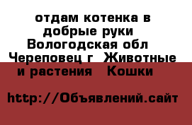 отдам котенка в добрые руки - Вологодская обл., Череповец г. Животные и растения » Кошки   